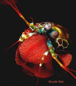Beautiful lady protecting her eggs. by Marylin Batt 